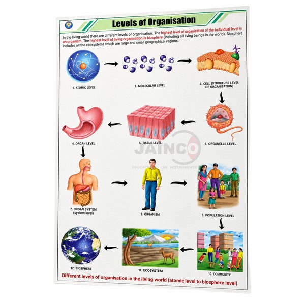 Levels of Organization